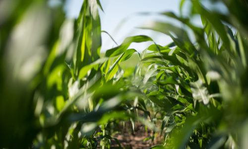 Corn plants sequester carbon