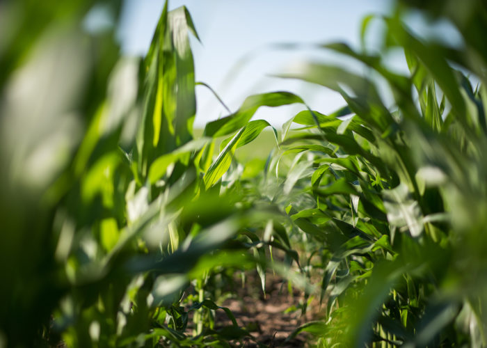 Corn plants sequester carbon