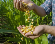 Farmer holding corn kernels in field